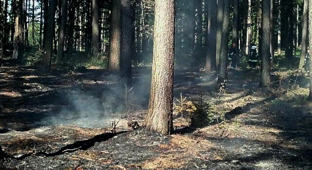 Pożar ściółki leśnej między Skalicami a Jasienicą