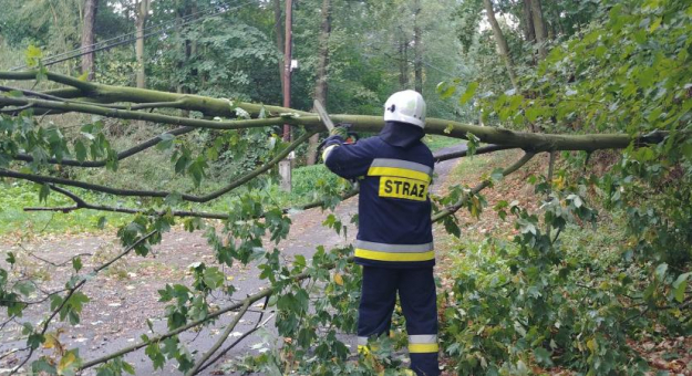 Uszkodzone drzewo na drodze gminnej w Dębowinie. Na miejscu interweniowali strażacy-ochotnicy z Przyłęku