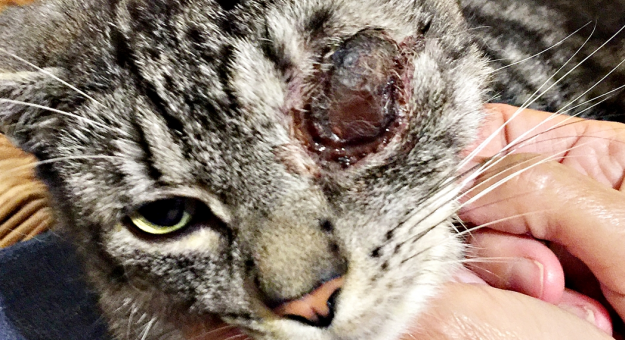 Postrzelony kilka dni temu kot stracił oko. Do zdarzenia doszło na os. Kwiatowym w Ząbkowicach Śląskich