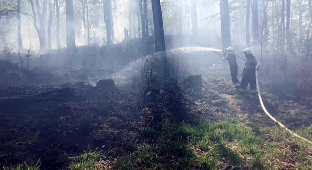 W lesie spłonęła ściółka, gałęzie i pnie drzew na terenie trudno dostępnym dla wozów gaśniczych