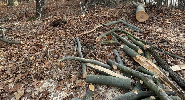 60-latek wycinał drzewo w pobliskim lesie. Teraz grozi mu 5 lat więzienia