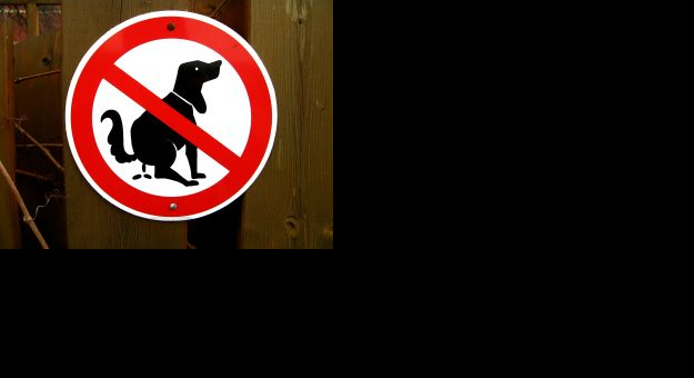 Problem psich odchodów – ukryte zagrożenie