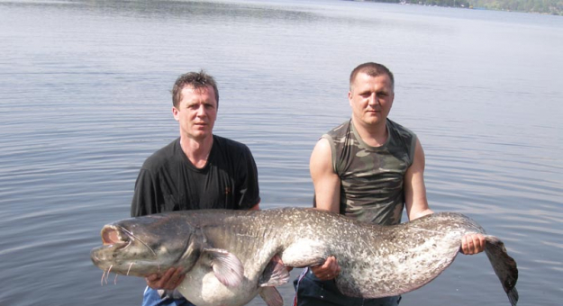 Wielkie ryby Carp Team Ząbkowice Śląskie