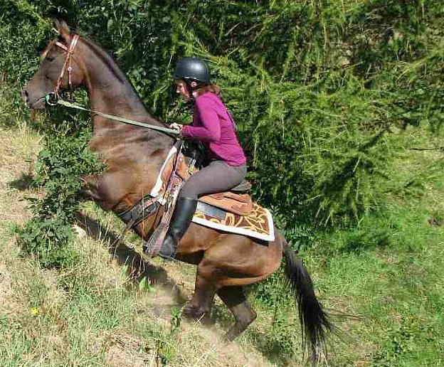 Zawody TREC w Chwalisławiu