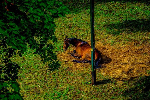 Urodzinowa sesja zdjeciowa Foto - Świra