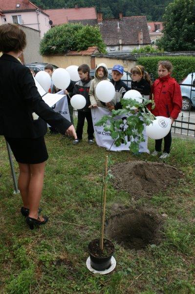 Sadzenie dęba cysterskiego