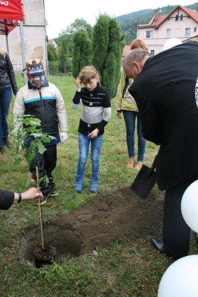 Sadzenie dęba cysterskiego