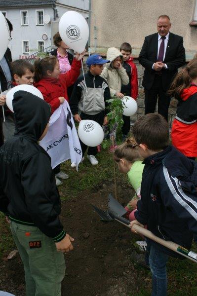 Sadzenie dęba cysterskiego