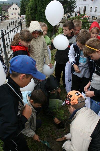 Sadzenie dęba cysterskiego