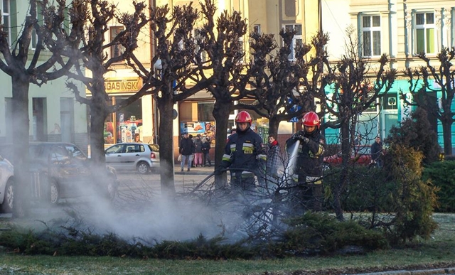 Pożar ozdobnego iglaka w centrum Ziębic