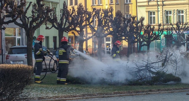 Pożar ozdobnego iglaka w centrum Ziębic