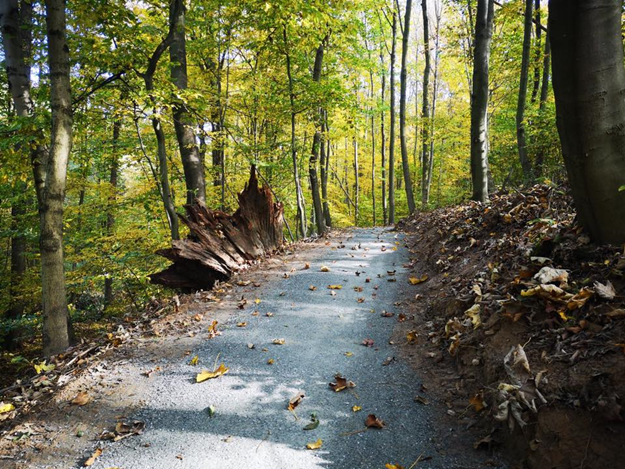 Zakończono budowę singletracków na terenie gminy Ziębice