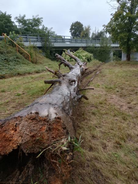 	Strażacy usuwali kłody spiętrzające wodę na Nysie Kłodzkiej w Kamieńcu Ząbkowickim. Usuwali też pow