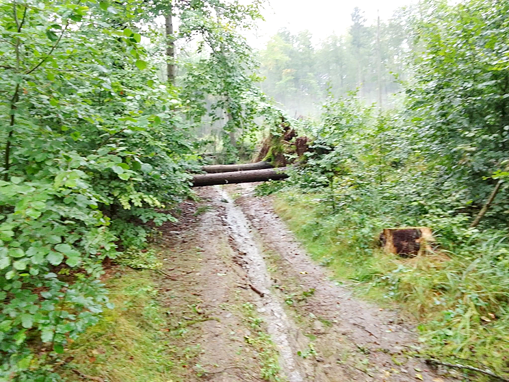 Komunikat Lasy Państwowe Nadleśnictwo Jugów