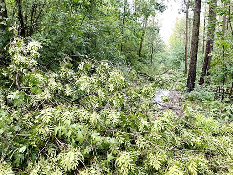 Komunikat: Lasy Państwowe Nadleśnictwo Bardo Śląskie 