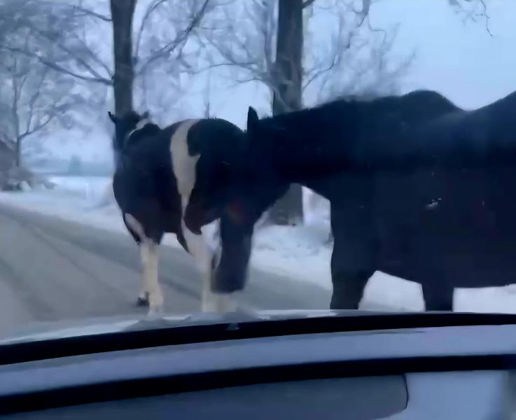Służby o koniach biegnących ulicą poinformowali kierowcy
