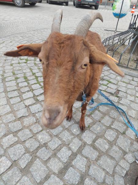 Jarmark wielkanocny w Ząbkowicach Śląskich