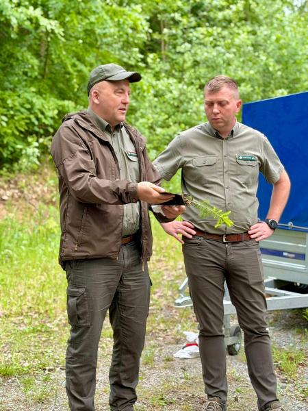 Pół tysiąca nowych drzew w Lesie Muszkowickim. Samorządowcy i leśnicy wspólnie sadzili świerki