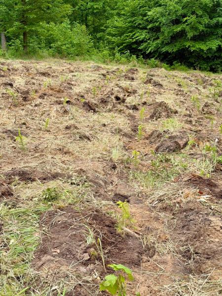 Pół tysiąca nowych drzew w Lesie Muszkowickim. Samorządowcy i leśnicy wspólnie sadzili świerki