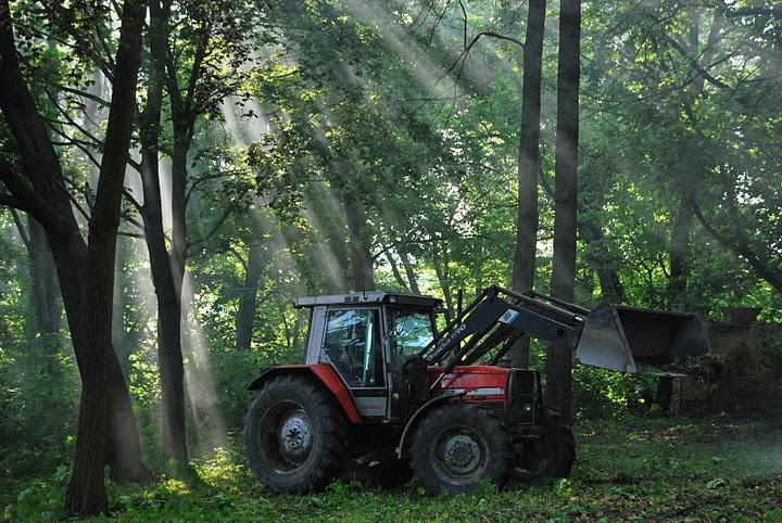 Stolecki park odzyskuje swój urok