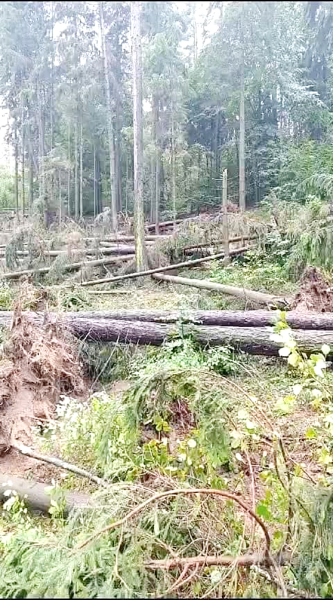 Komunikat Lasy Państwowe Nadleśnictwo Jugów