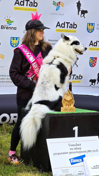 Ponad 220 zawodników na finale Pucharu Polski w dogtrekkingu w Złotym Stoku