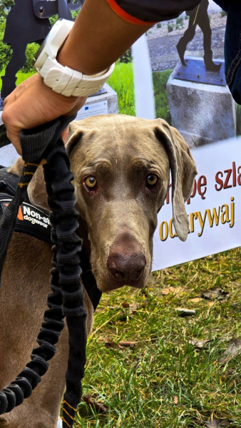 Ponad 220 zawodników na finale Pucharu Polski w dogtrekkingu w Złotym Stoku