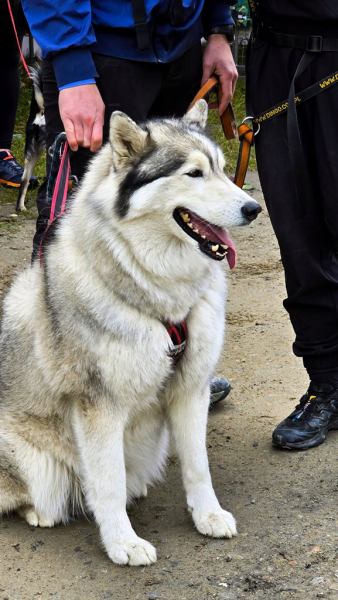 Ponad 220 zawodników na finale Pucharu Polski w dogtrekkingu w Złotym Stoku