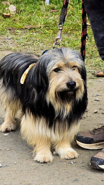 Ponad 220 zawodników na finale Pucharu Polski w dogtrekkingu w Złotym Stoku