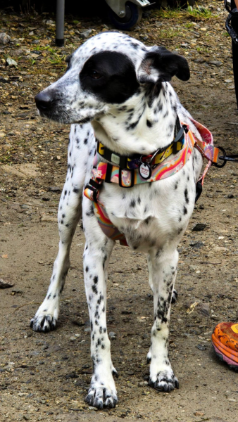 Ponad 220 zawodników na finale Pucharu Polski w dogtrekkingu w Złotym Stoku