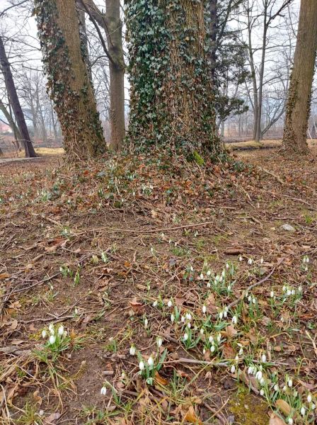 Zakończono budowę ścieżek spacerowych w parku w Grodziszczu