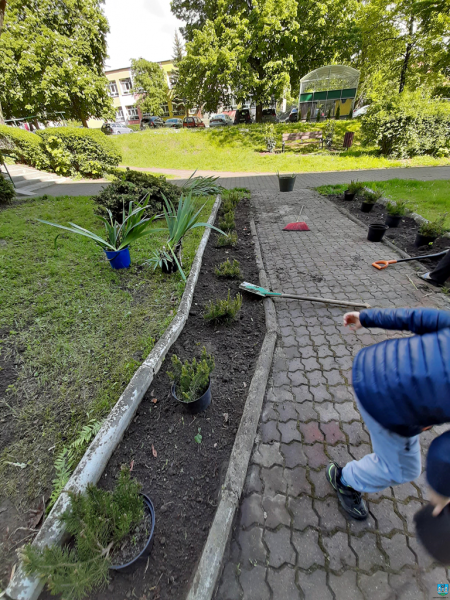 Działania mieszkańców ulicy Chrobrego oraz Osiedla XX-lecia na rzecz drzewostanu w Ząbkowicach Śląskich