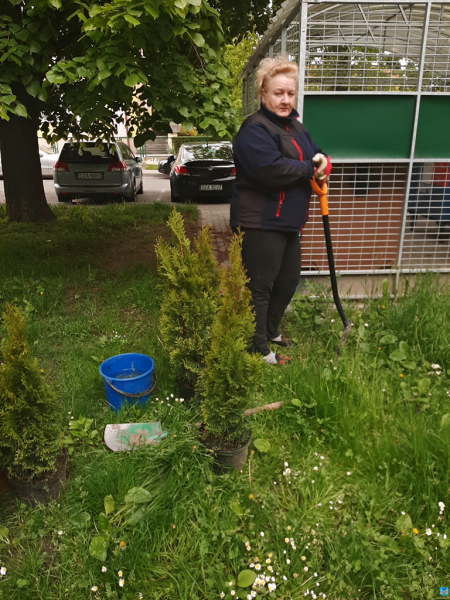 Działania mieszkańców ulicy Chrobrego oraz Osiedla XX-lecia na rzecz drzewostanu w Ząbkowicach Śląskich