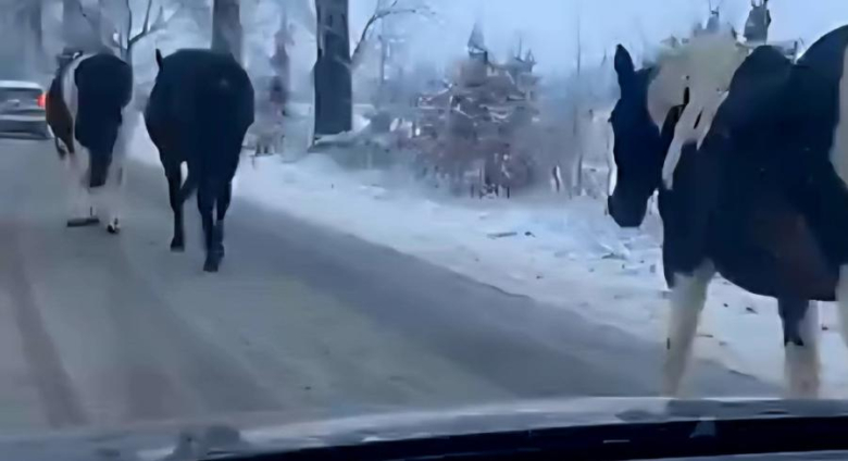 Służby o koniach biegnących ulicą poinformowali kierowcy