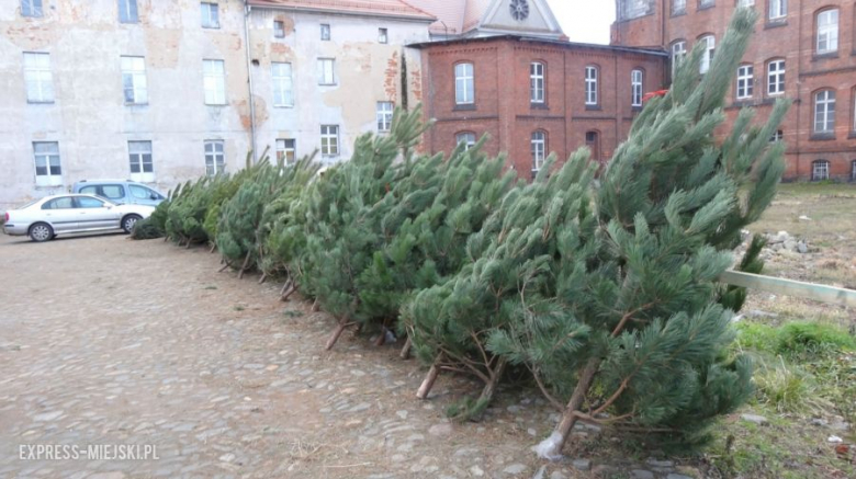 Choinki możemy kupić już od 60 zł