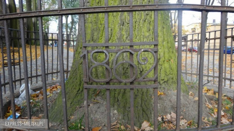 Rok powstania parku w Ząbkowicach Śląskich – Rok 1862 był ważną datą w historii miasta. Wtedy Frankenstein się odbudowywał, a razem z nim park miejski. Właśnie w tym roku zasypano fosę miejską i na jej miejscu zasadzono pierwsze drzewa dzisiejszego pasa zieleni. Historyczny dąb był świadkiem odbudowy historycznego miasta. Stoi po dziś dzień otoczony charakterystyczną, żelazną barierką, na której widnieje rok powstania parku i rewitalizacji (1932).