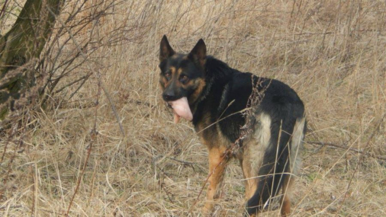 Owczarek niemiecki został wyrzucony z auta. Szuka nowego domu