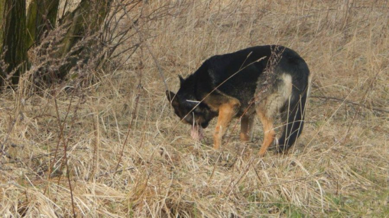 Owczarek niemiecki został wyrzucony z auta. Szuka nowego domu