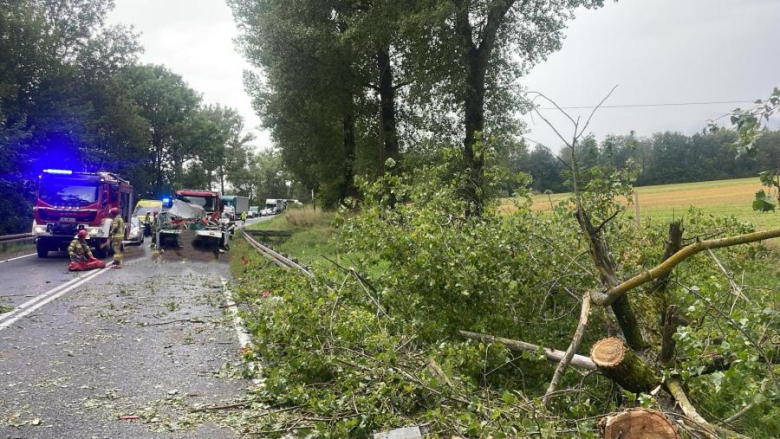 Drzewo spadło na busa na drodze między Złotym Stokiem a Kłodzkiem. Nie żyje jedna osoba [foto]