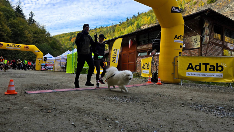 Ponad 220 zawodników na finale Pucharu Polski w dogtrekkingu w Złotym Stoku