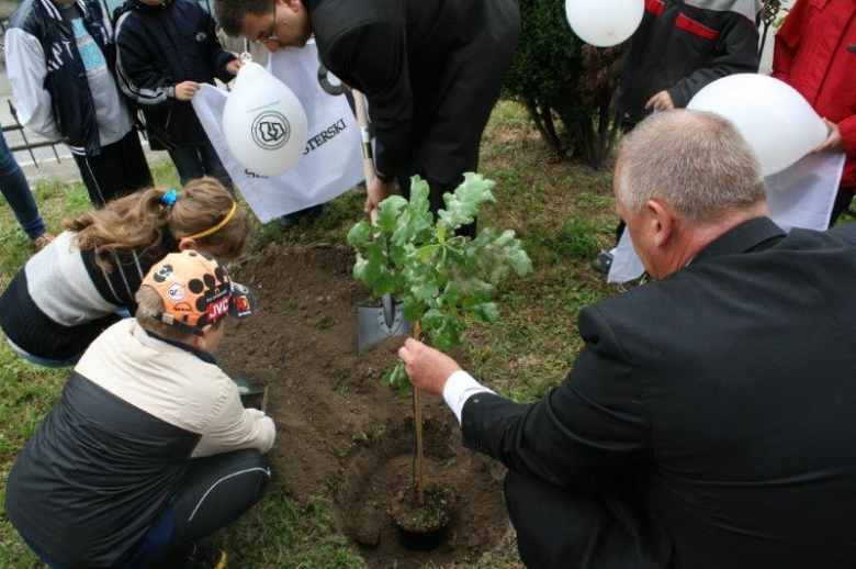 Sadzenie dęba cysterskiego