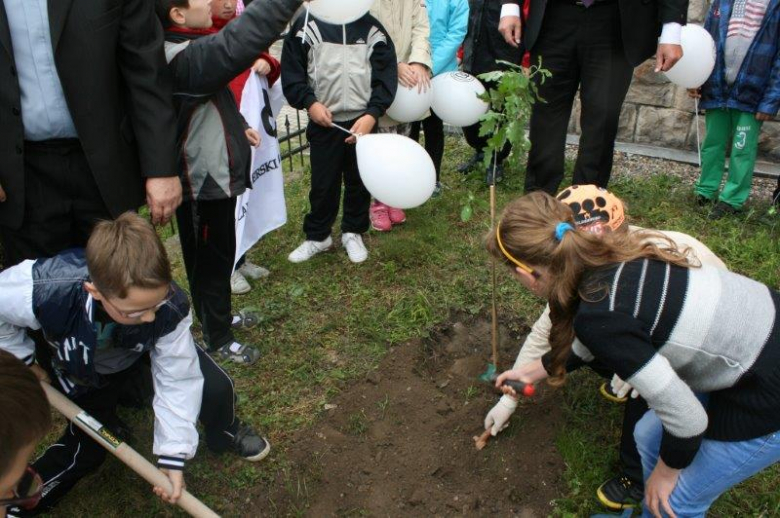 Sadzenie dęba cysterskiego