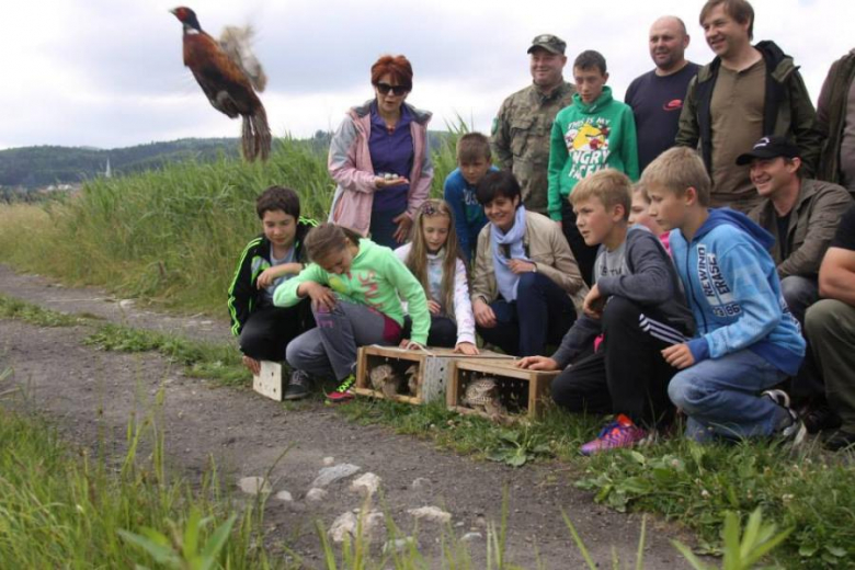 140 bażantów i stadko kuropatw na wolności