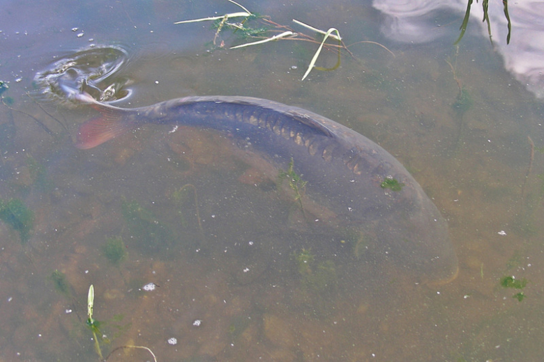 Frankenstein Carp Meeting - Kozielno 2016