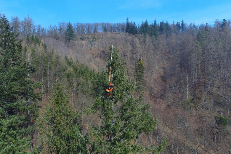 Najwyższe drzewo w Polsce rośnie w Górach Bardzkich i ma blisko 60 metrów wysokości