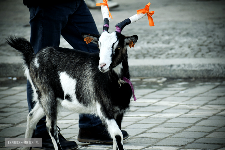 Orszak Trzech Króli w Ziębicach [foto]