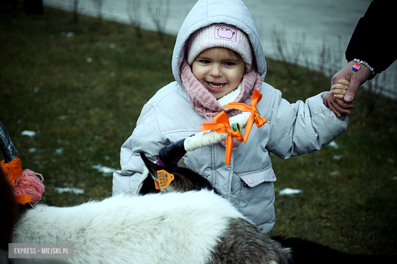 Orszak Trzech Króli w Ziębicach [foto]