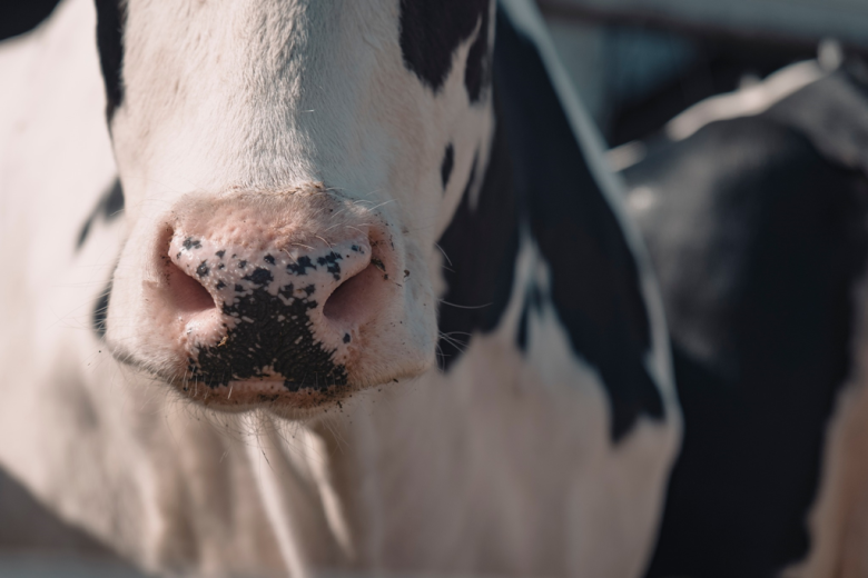Lekarze weterynarii odbyli zajęcia specjalizacyjne w OHZ w Starczowie
