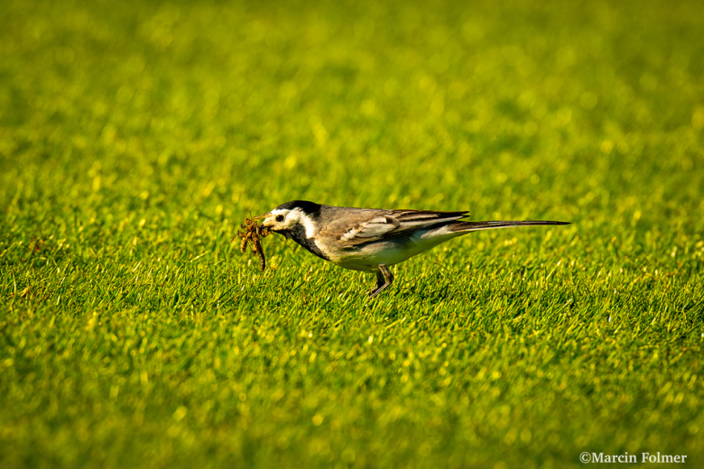 IV liga Piast Żmigród 0:1 (0:0) Orzeł Ząbkowice Śląskie