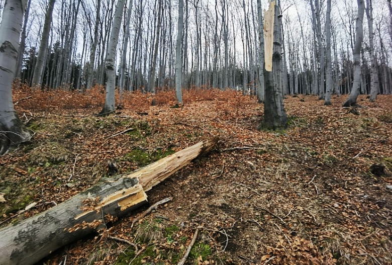 Drzewo spadło na samochód pomiędzy Złotym Stokiem a Lądkiem-Zdrój